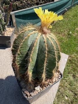 Preview: Notocactus magnificus